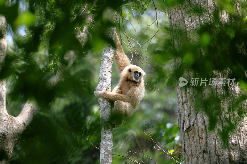 动物:成年白掌长臂猿也被称为长臂猿(Hylobates Lar)。